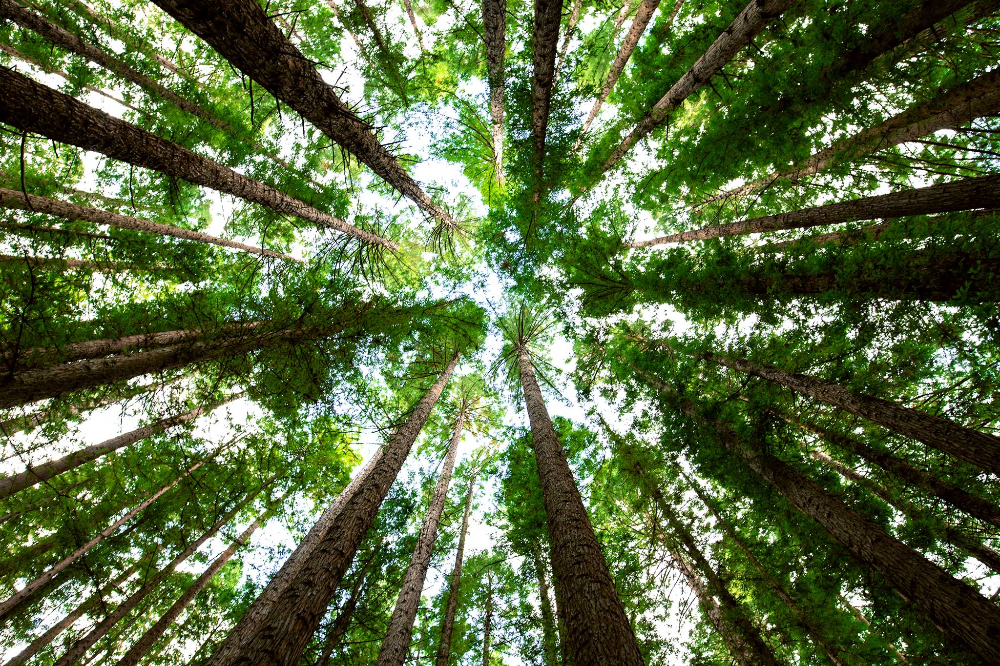 Bäume im Wald von unten nach oben fotografiert